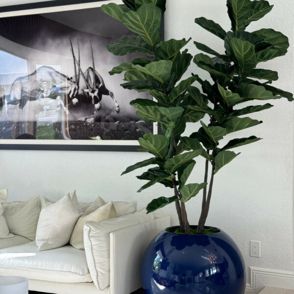 Blue Globe Planter with Fiddle Leaf Fig
